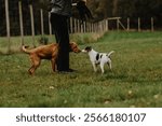 (Several) Dogs playing together at puppy school