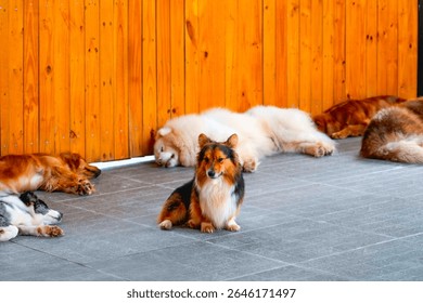 Several dogs rest comfortably on a tiled floor in an indoor area, while one dog stands alert in front of a wooden wall, enjoying the warmth of the sun - Powered by Shutterstock - Get 15% off with code: PIKWIZARD15