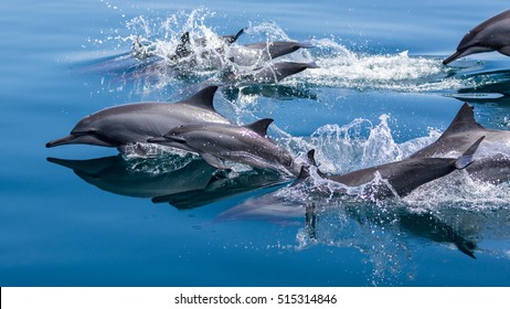 Several Dolphins Jumping Out Of The Water And Diving Back Into The Blue Ocean Of Raja Ampat