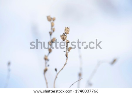 Similar – Image, Stock Photo nature Nature Plant Garden