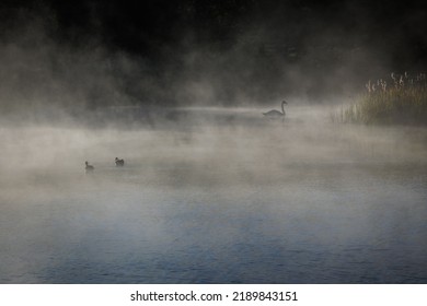 Several Ducks And A Swam On A Misty Pond In Oregon, United States