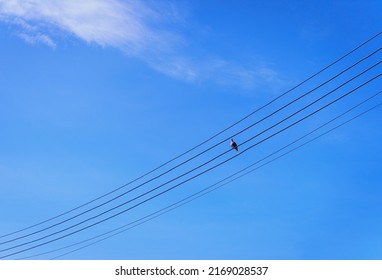 Several electrical wires are lined with birds perched on them. little cloudy sky background