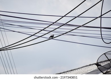 Several electrical wires are lined with birds perched on them.cloudy sky background,Single alone bird sitting on power cables outdoors. One pigeon or dove perching on electrical wires.