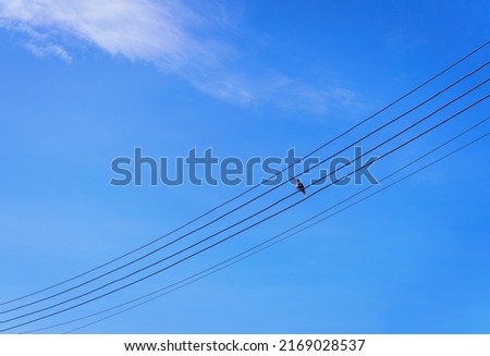 Several electrical wires are lined with birds perched on them. little cloudy sky background