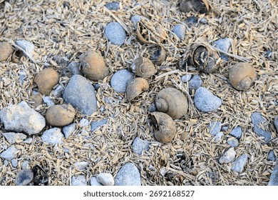Several empty and broken snail shells, small stones, and pieces of rice husks or dry leaves scattered on the ground. The snails were deliberately thrown away because they are agricultural pests.