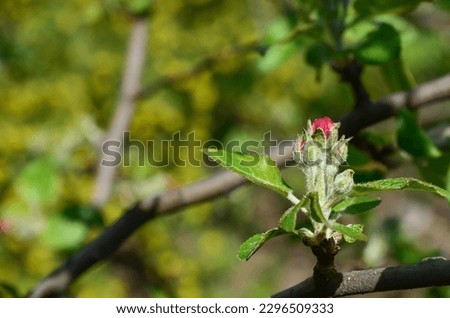 Several flower buds and green young leaves on a branch of a blooming apple tree. Close-up of pink buds of an apple tree on a blurred background of a blooming orchard in spring. Selective focus.