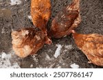 several free range red brown domestic chickens hens peck on wet snow ground. flock of chicken on organic farm, top view