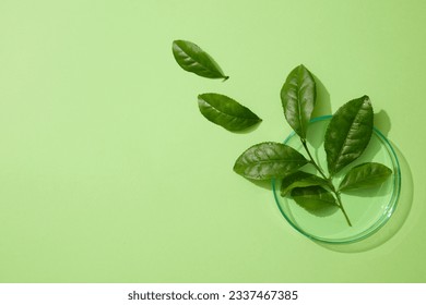 Several fresh green tea leaves placed on a round glass petri dish. Light green background. Empty area in the left side for text or product advertising of Green tea (Camellia sinensis) extract: zdjęcie stockowe