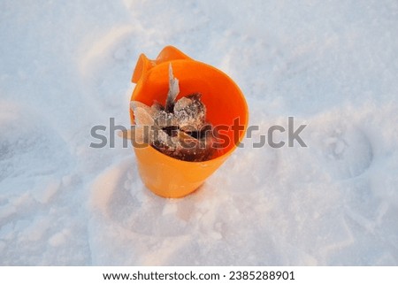 Several frozen small groupers in a plastic orange bowl on the snowy ice cover of the lake. Catch of perch on winter fishing. Small result of fishing. Food for the cat. Caught fish in a container
