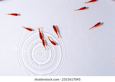 Several goldfish swimming on a white background
 - Powered by Shutterstock