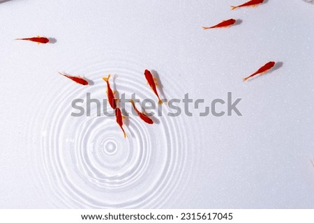 Several goldfish swimming on a white background
