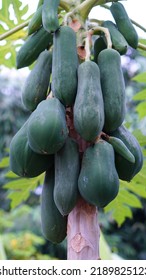 Several Green Papaya Fruit On The Tree.