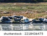 Several harbor seals or common seals, sunning and sleeping on the rocks of Elkhorn Slough, California.