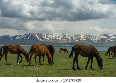 Several Horses Are Grazing On A Jailoo Near A Mountain Lake