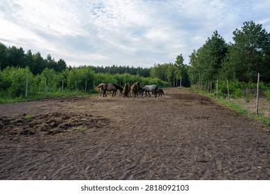 Several horses stand and move inside wooden fenced paddock beside green woodland edge, with overcast sky, dry dirt surface and quiet countryside setting creating calm farm atmosphere