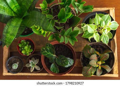 Several houseplants inside a rustic wooden box, on top of a wooden table. Plants such as ZZ plant (Zamioculcas), peperomia, maranta, cactus, succulents, fittonia and snake plant. Flat lay design. Warm