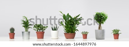 Several indoor plants, cacti in pots, standing in row on empty gray background
