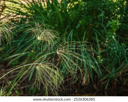 Several inflorescences of papyrus sedge (binomial name: Cyperus papyrus), an aquatic plant native to Africa, also known as paper reed and Nile grass, in a subtropical garden in southwest Florida