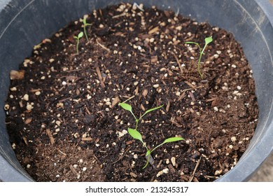 jalapeno seedlings