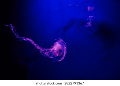 Several jellyfish float gracefully in dark water at an aquarium. The colorful creatures move slowly creating an interesting scene during the evening.