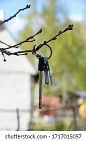 Several Keys To The House Hang On A Tree Branch. Lost Key Ring. At Close Range. Concept: Lost Item Or Home Purchase, Real Estate Purchase