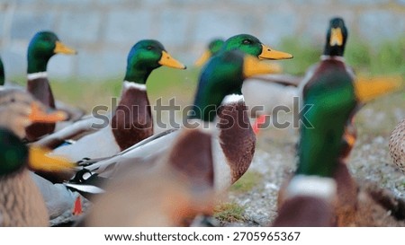 Several mallards gather. Feathers display vibrant hues. A male stands prominently. Background shows blurred foliage. Focus highlights the birds' features. Natural lightin - Plzen, Czech - Nov,22,2025