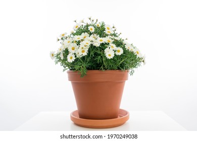 Several Marguerites  Planted In A Terra Cotta Flower Pot As Gift For Mothers Day.