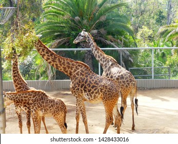 Several Masai Giraffe (Giraffa Tippelskirchi) Munching On Trees