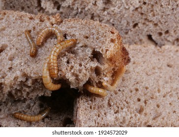 several mealworms eating peaces of bred, tenebrio molitor