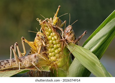 several migratory locusts crawling on a maize plant, schistocerca gregaria
