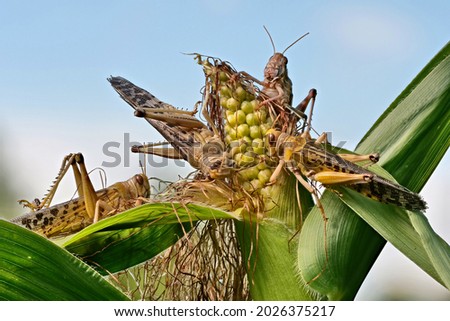 several migratory locusts crawling on a maize plant, background sky, schistocerca gregaria
