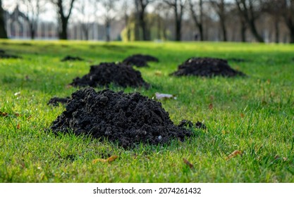 331 Yard Moles Images, Stock Photos & Vectors | Shutterstock