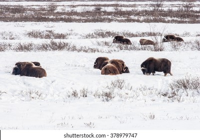 Several Musk Oxen Rest In The Snow, Not Cold At All