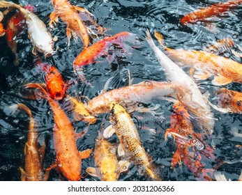 金魚 和 の画像 写真素材 ベクター画像 Shutterstock