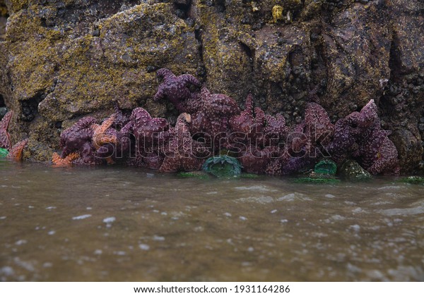 Several orange and purple sea stars of the\
species Pisaster ochraceus hang from giant mussels on the wall of\
Cape Scott Provincial at low tide. Other sea life including sea\
anemones are also\
visible