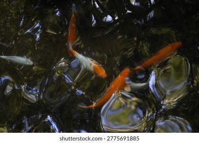 Several orange, white, and patterned koi fish swim near the surface of a reflective garden pond under dappled light.