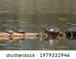 Several painted turtles are basking in the sun on a log at the National Elk and Bison Range in Montana.