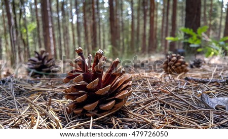 Several pine cones fallen on the ground in the forest in a summer day.
