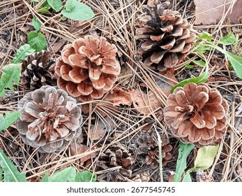 
Several pine cones of various sizes lying on the ground covered with fallen pine needles and small green plants. The cones have brown shades, and the background consists of dry needles and a few gree