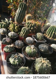 several cactus​ in​ black​ plastic pot