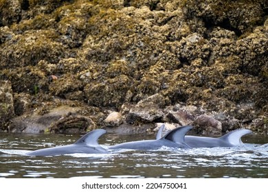 Several Porpoises On The Southern British Columbia Coast, Canada