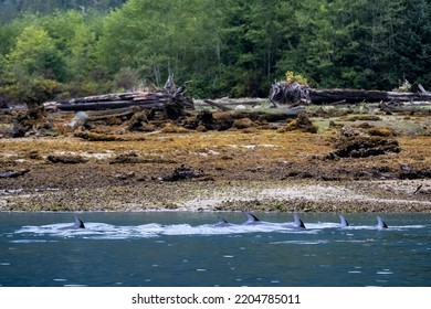 Several Porpoises On The Southern British Columbia Coast, Canada