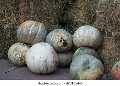 Several pumpkins in different colors lying on a background of hay.