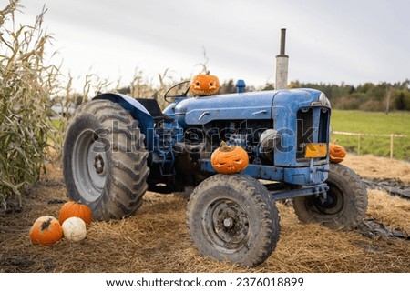 Several pumpkins on the farm with a old tractor. Halloween decor