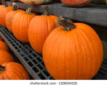 Several pumpkins in a row