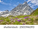 several purple flowers of the alpine toadflax in front of the imposing mountain scenery of the alps with matterhorn in a summery sunny blue sky