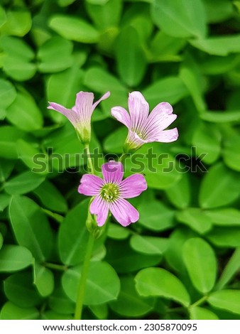 Several purple Oxalis corymbosa flowers with green stripes on the inner petals against a background of leaves
