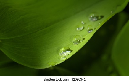 Several raindrops on a leaf