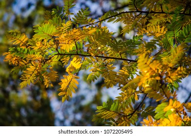 Several red and green leaves of a mountain ash in the autumn sun