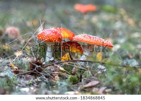 Similar – Foto Bild Roter Pilz auf dem Feld